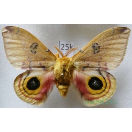 Automeris io (Fabricius, 1775) male ex. ovo USA25k